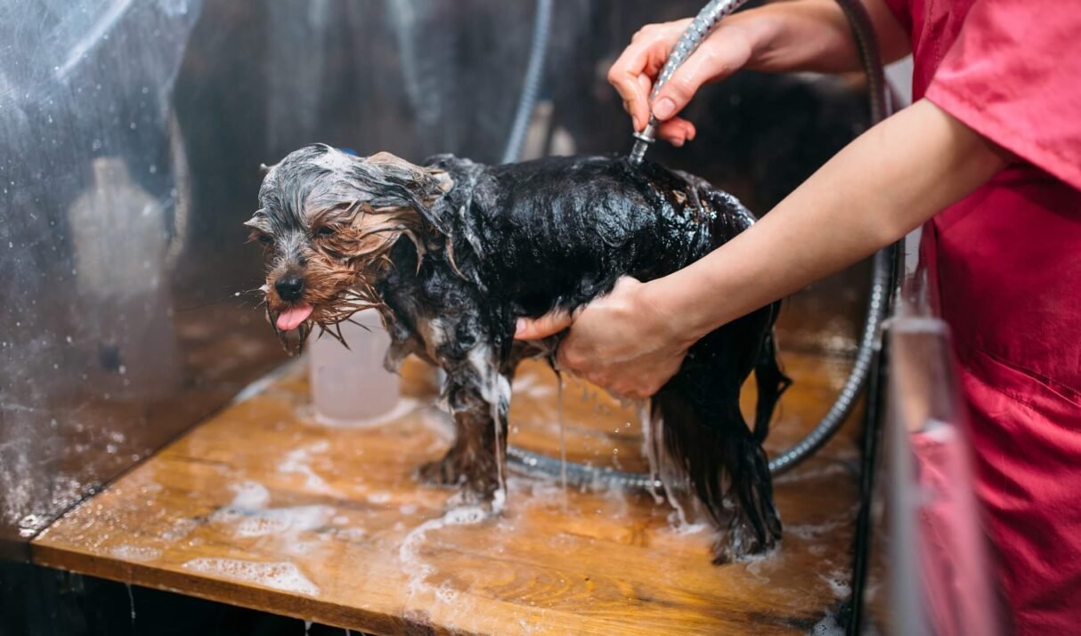3 Things You Should Know Before You Get into the Pet Grooming Business